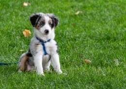 Cert of Dog Psychology and Training blo scaled