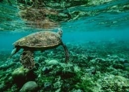 Cert of Wildlife Conservation blog scaled