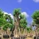 arboriculture course