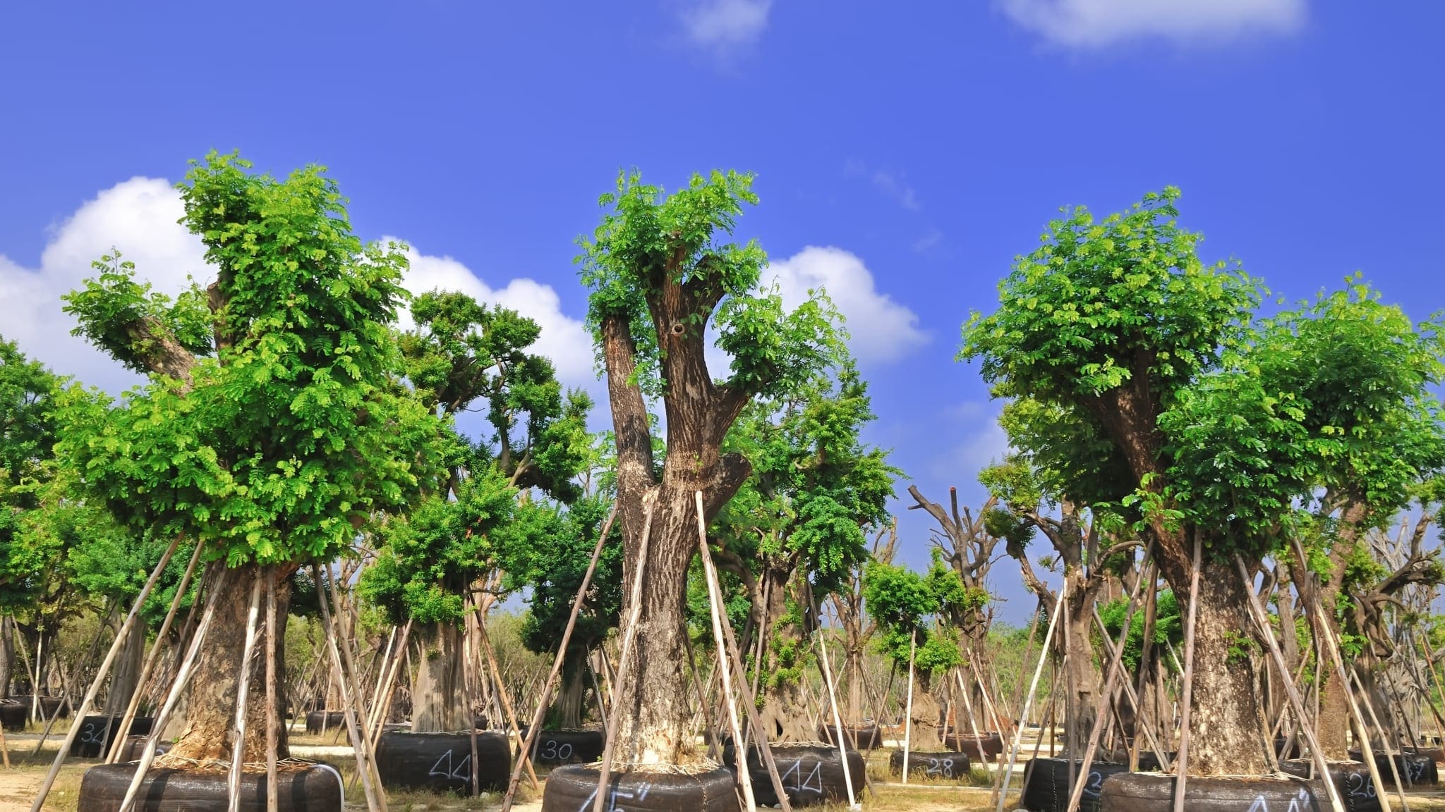 Certificate of Arboriculture Introductory