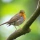 bird keeping course