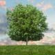 ecology course
