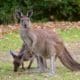 Wildlife management course