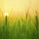 sustainable agriculture course