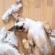 animal behaviour course