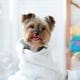 animal grooming course