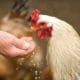 Animal nutrition course