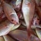 aquaculture course