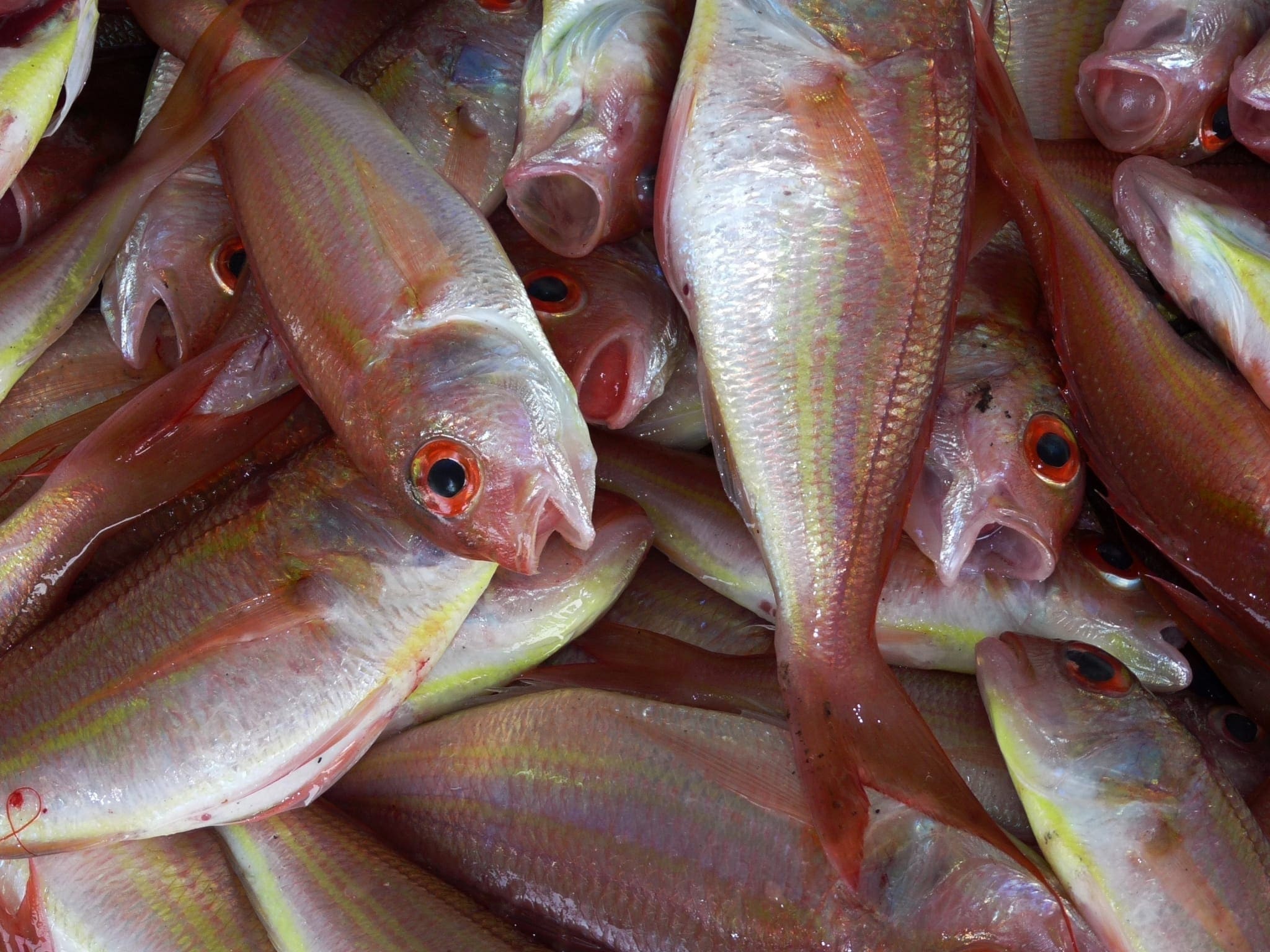 Certificate of Aquaculture
