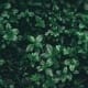 Biochemistry – Plants