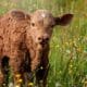 certificate of calf rearing