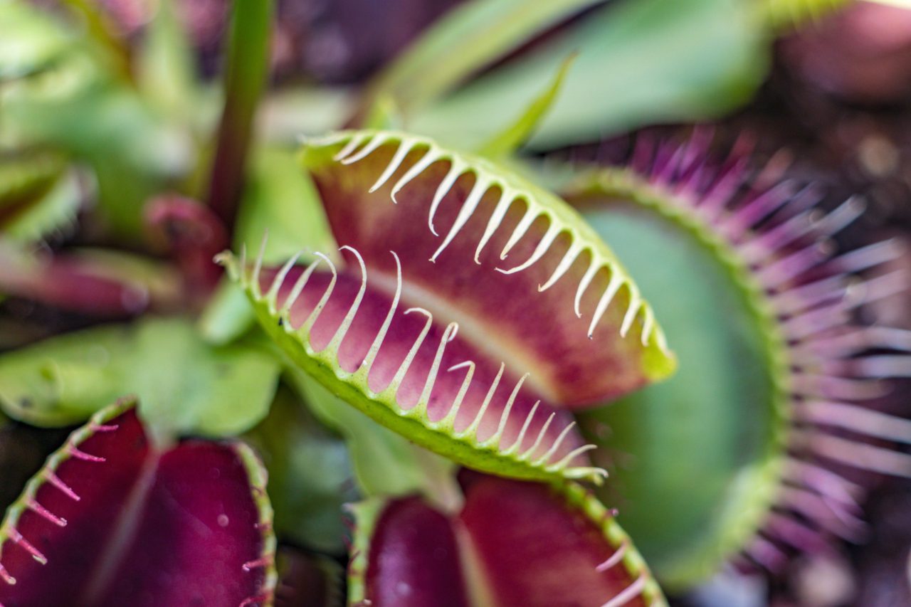 Introduction to Carnivorous Plants