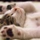 cat psychology course