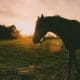 equine behaviour course