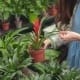 horticultural course