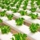 hydroponics course