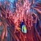 online marine biology course