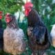 Poultry course