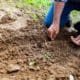 Seed propagation