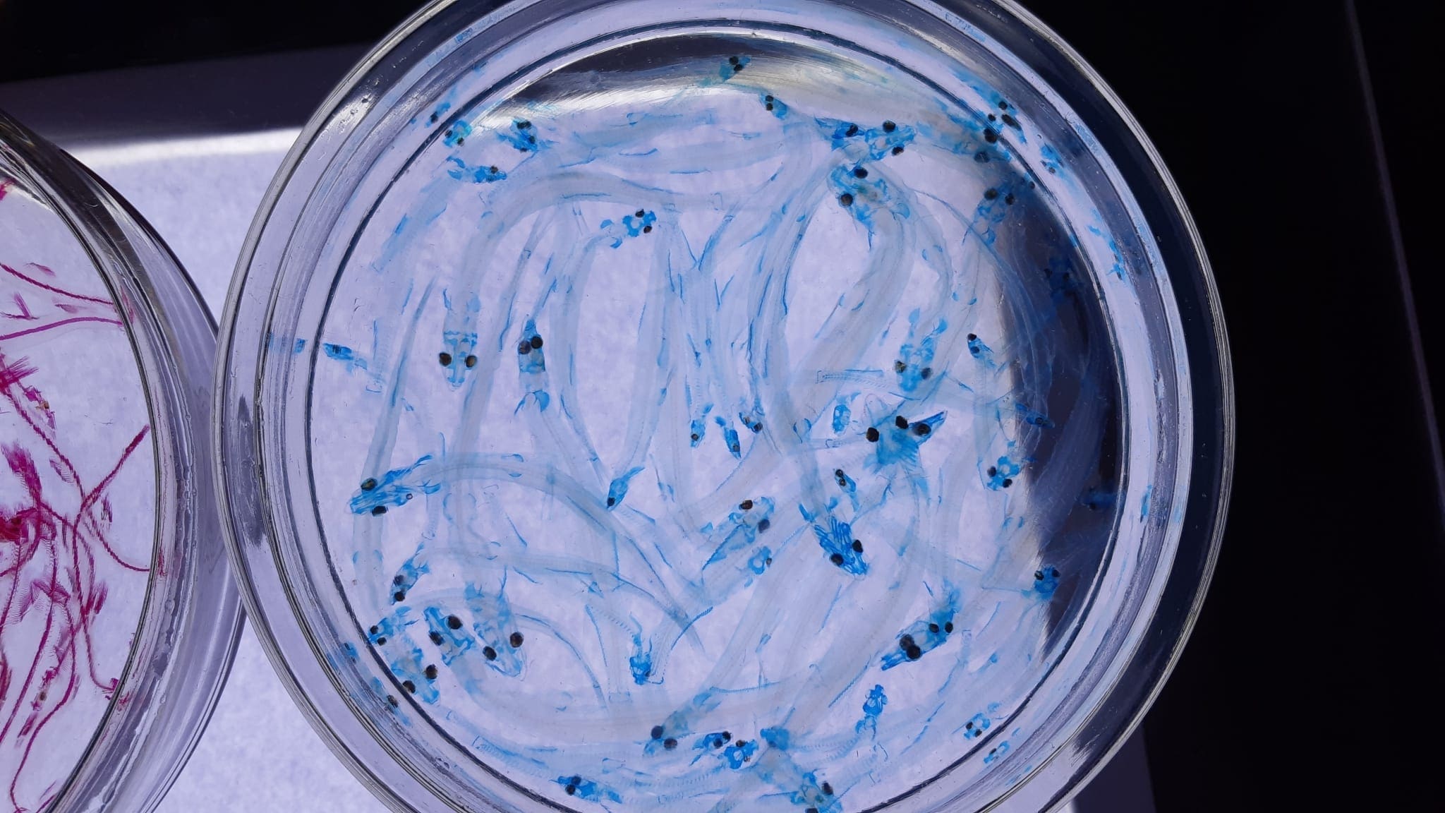 Certificate of Cell Biology