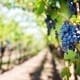 viticulture course