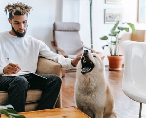 Animal assisted therapy courses