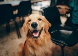 Animal care courses