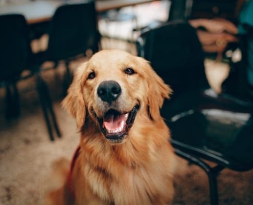 Animal care courses