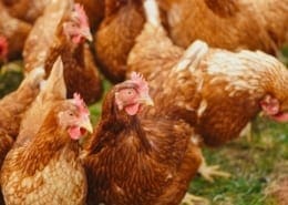 Certificate of Animal Husbandry - Australian Online Courses Certificate of Animal Husbandry - Australian Online Courses