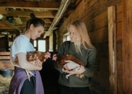 Certificate of Animal Husbandry - Australian Online Courses Certificate of Animal Husbandry - Australian Online Courses