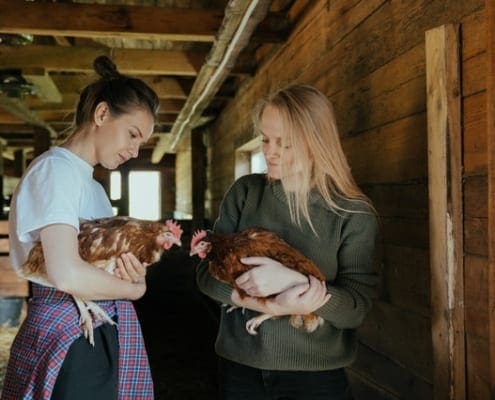 Animal permaculture 1