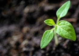 Biochemistry plants