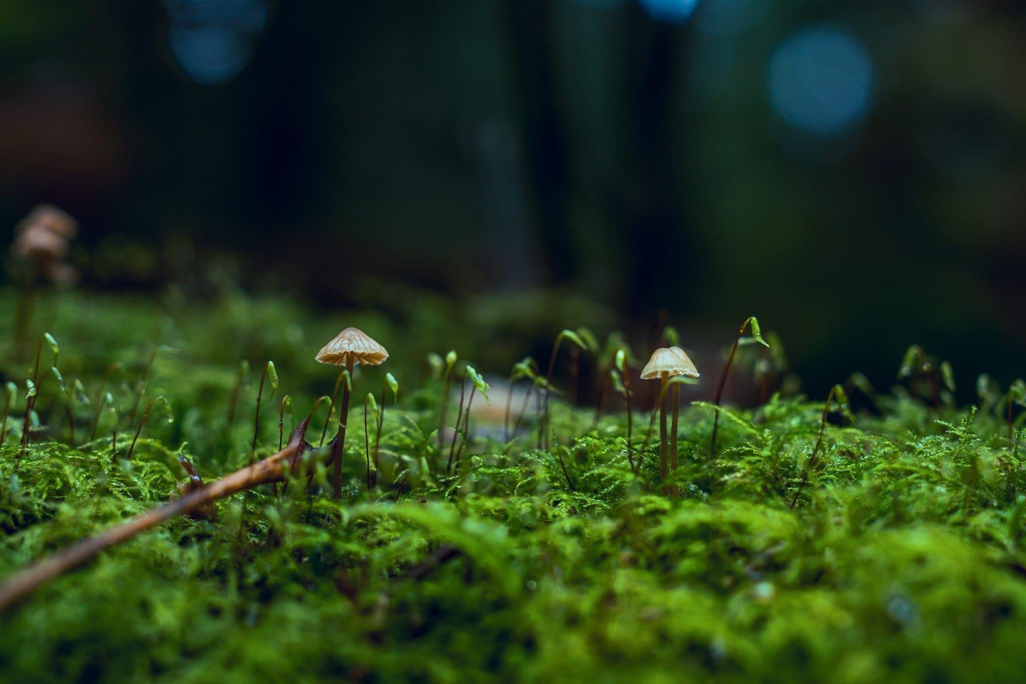 Explore Plant Science with our Botany Course! Australian Online Courses