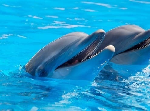 Bottlenose Dolphin