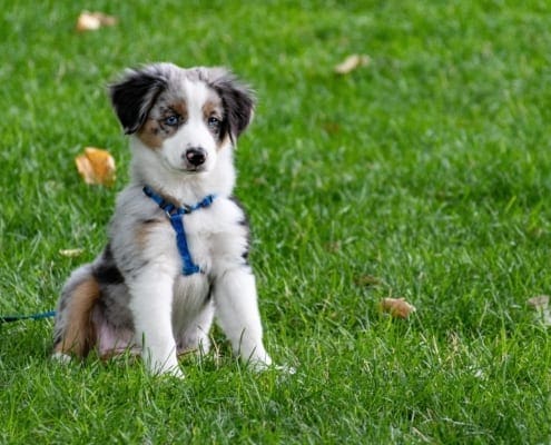 Cert of Dog Psychology and Training blo