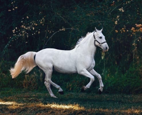 Cert of Equine Behaviour blog