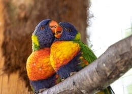 Cert of Ornithology