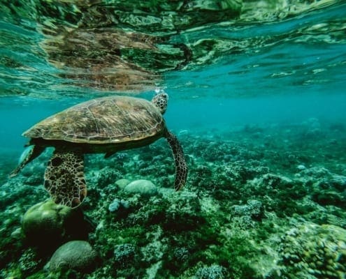 Cert of Wildlife Conservation blog