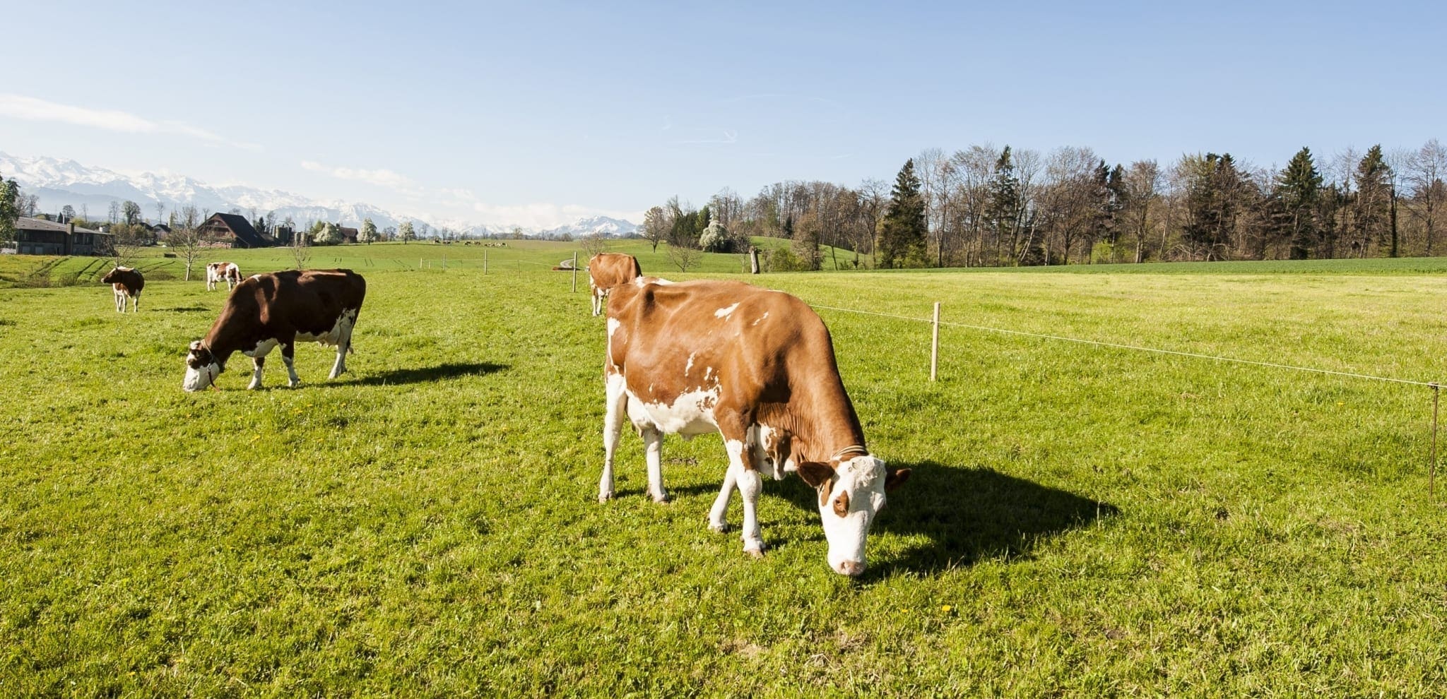 Certificate of Animal Husbandry - Australian Online Courses Certificate of Animal Husbandry - Australian Online Courses