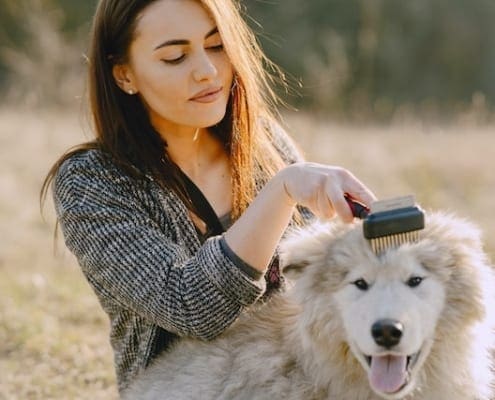 Certificate of Dog Care