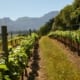 viticulture course