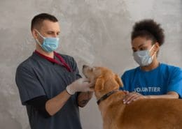 animal welfare course