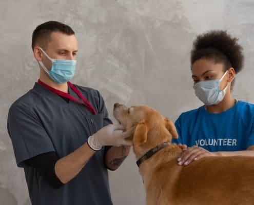 animal welfare course
