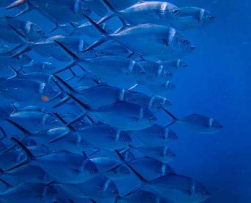 aquaculture courses