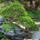 Bonsai Trees