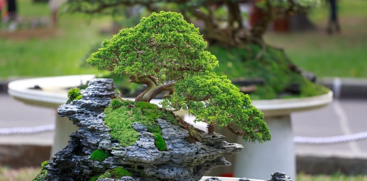 Bonsai Trees for Beginners