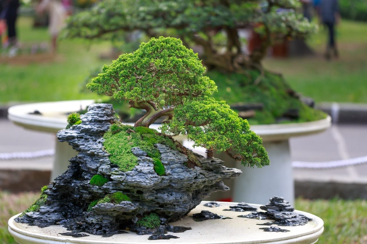 Online Bonsai Trees for Beginners Course Australian Online Courses