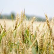 online agronomy course