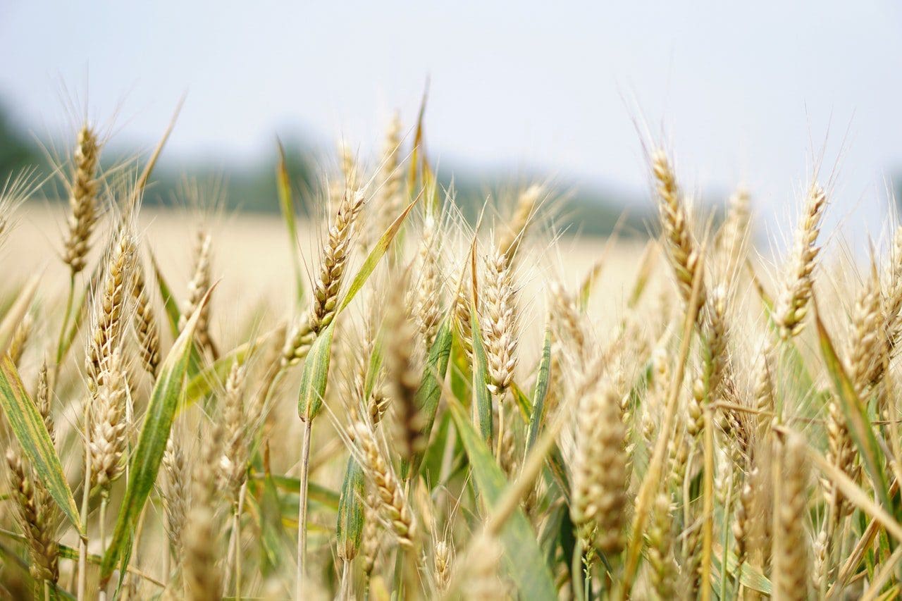 Certificate of Agronomy Fibre Crops