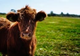 commercial herd